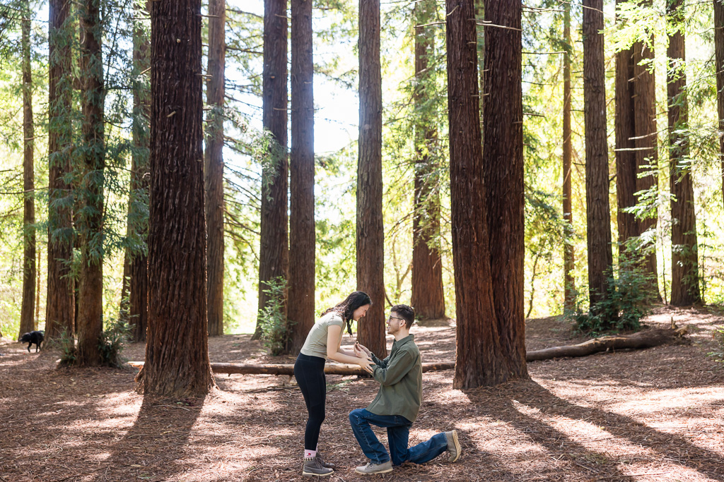 Reinhardt Redwood Regional Park marriage proposal