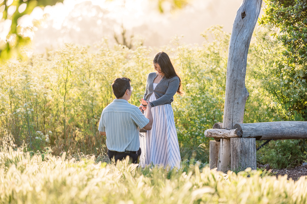 surprise proposal in a golden field of grass