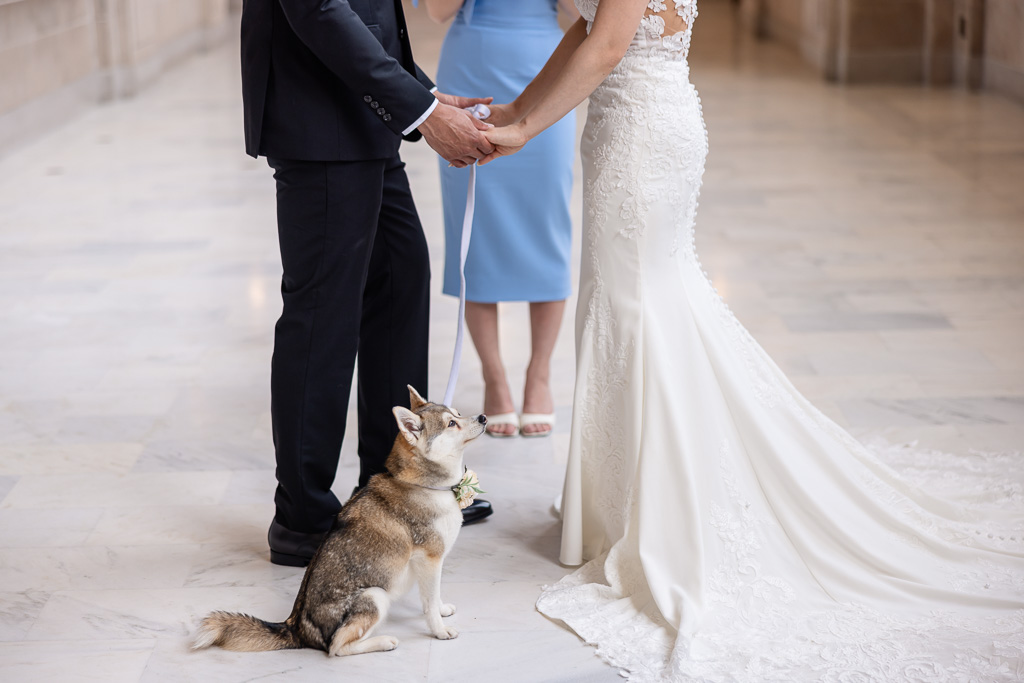 AKK dog at City Hall during wedding ceremony