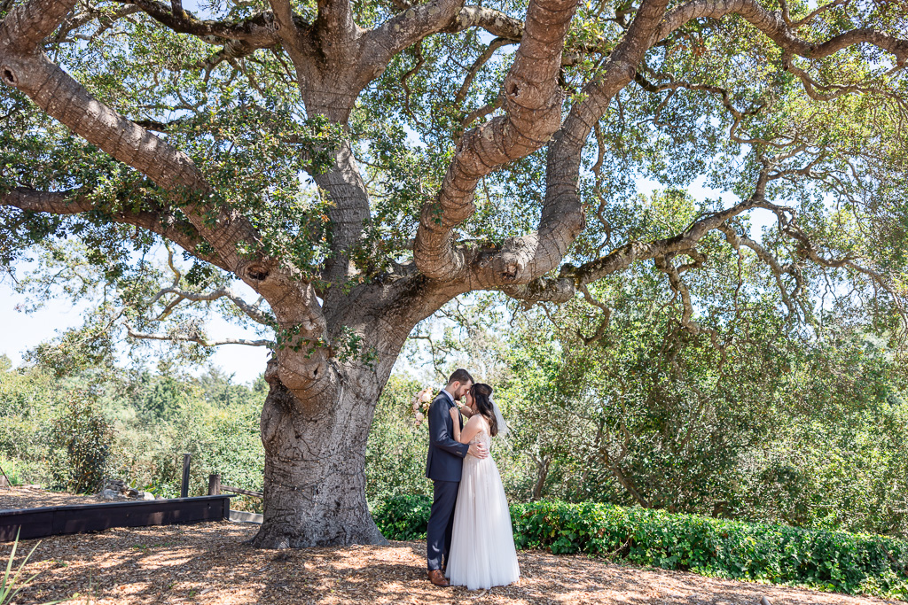 wedding photo under a big tree