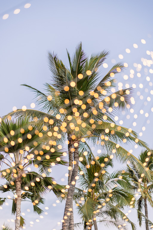 string lights against a palm tree backdrop