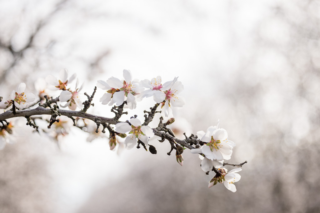 almond tree blossoming