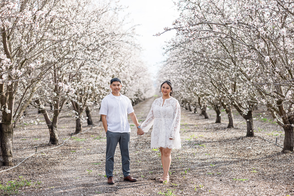 engagement photos at an almond farm with blossoms