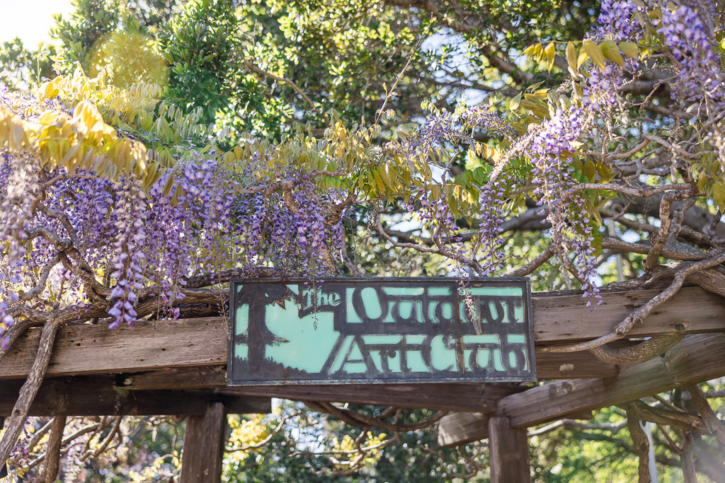 The Outdoor Art Club entrance sign with wisterias hanging over it