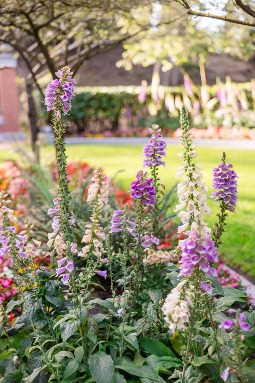 flowers at Shakespeare Garden