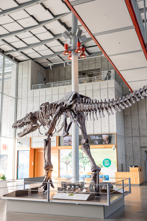 T-Rex skeleton at the Cal Academy main entrance