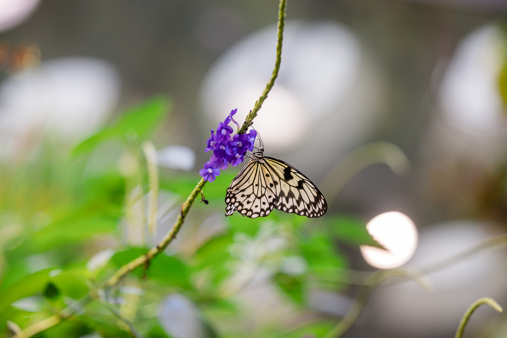 butterfly