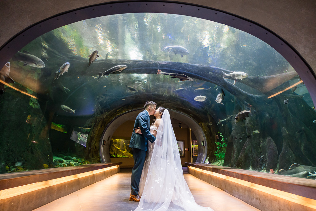 beautiful wedding portrait under the Cal Academy aquarium tunnel