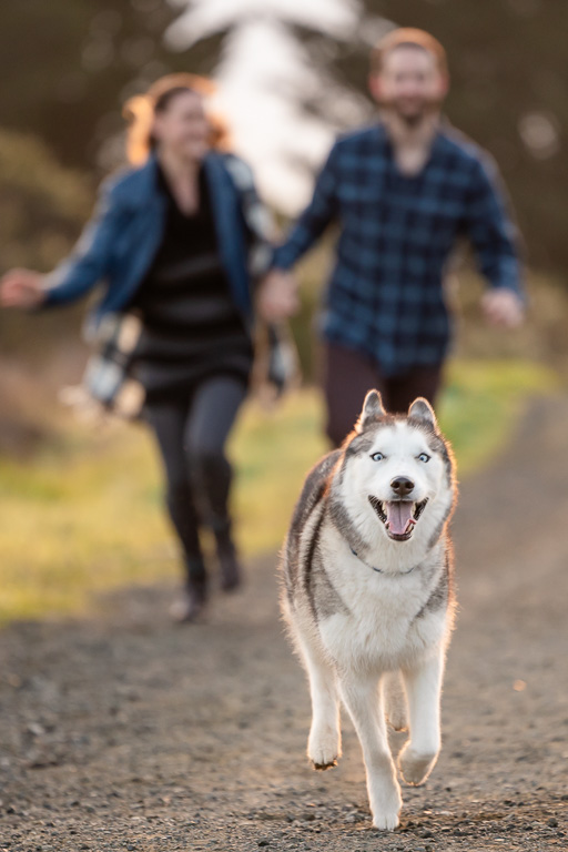 couple chasing their goofy looking husky dog