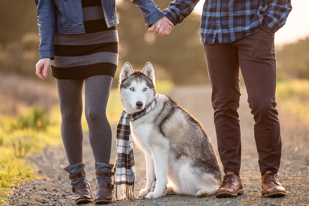husky wearing plaid scarf standing between its humans