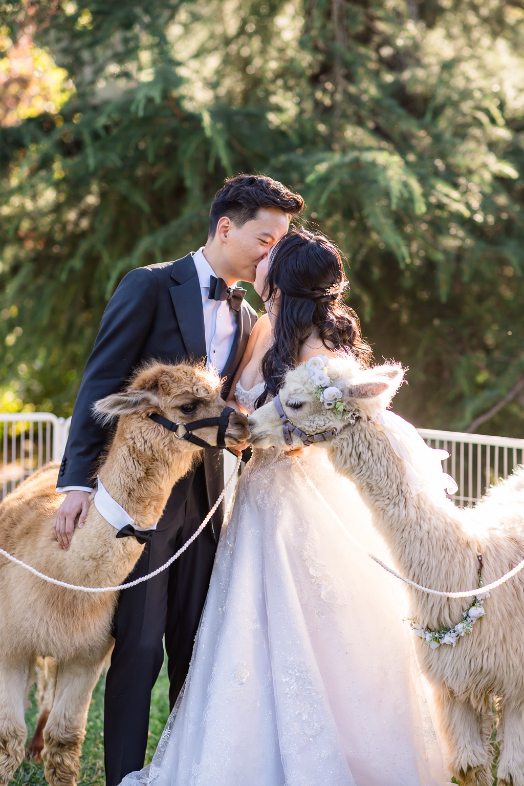 bride and groom kissing behind a pair of alpacas who are also kissing