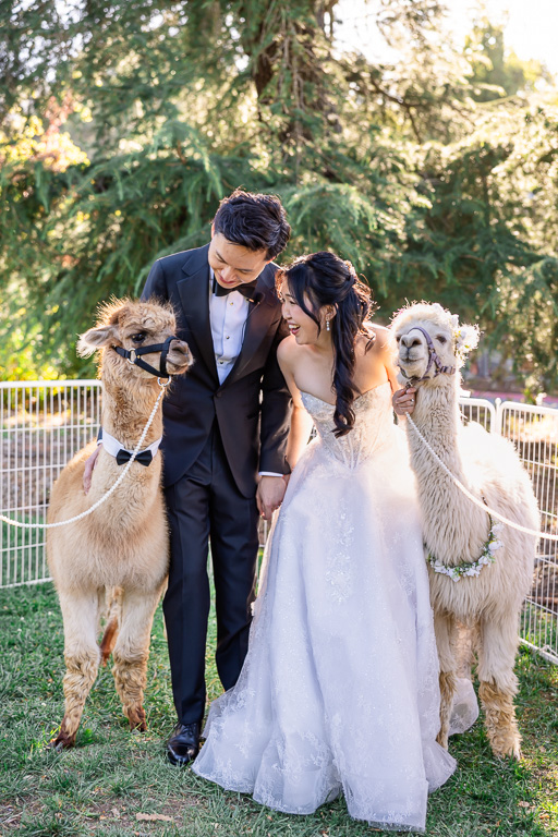 bride and groom posing for photos with a pair of alpacas on their wedding day