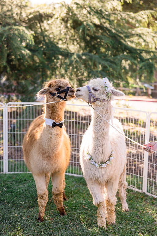 a pair of real alpacas kissing
