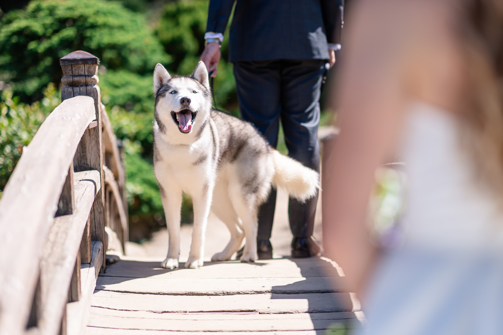 the couple's dog looking at the bride as she approaches for the first look