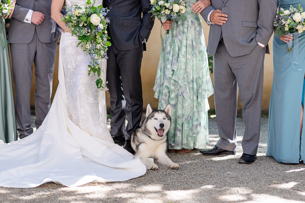 dog at the center of attention
