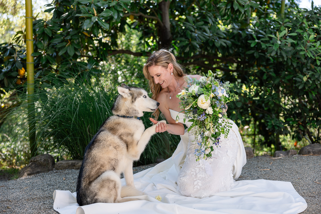 bride with her Husky