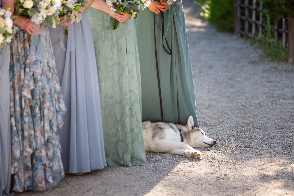 a very tired husky taking a quick nap during the wedding ceremony