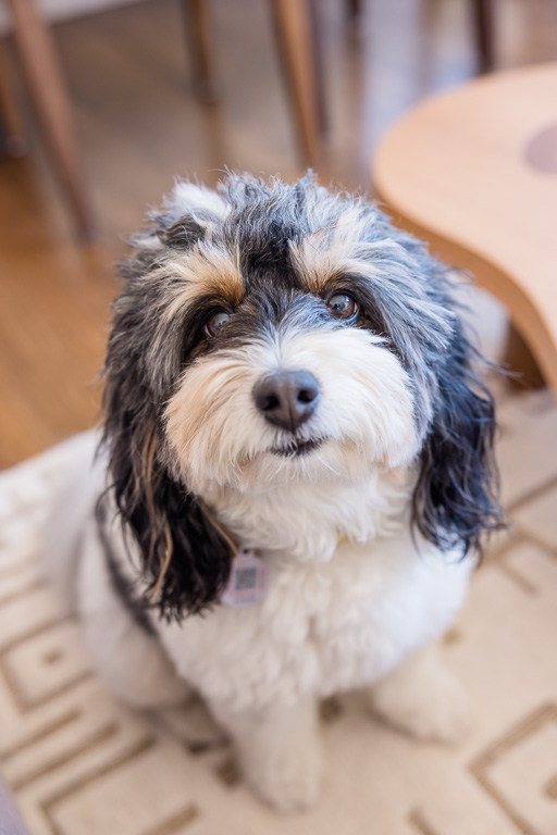 cute shih tzu