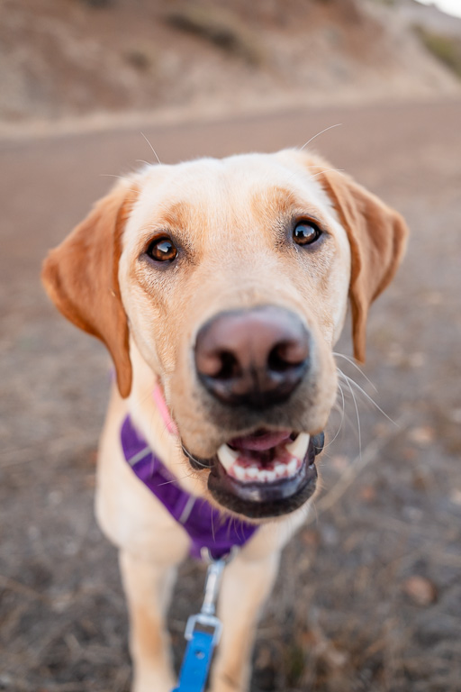 close-up of yellow lab mix