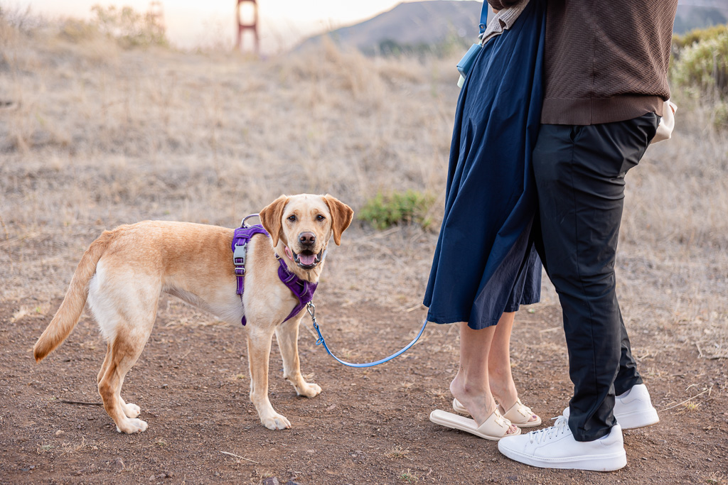 lab mix next to human parents