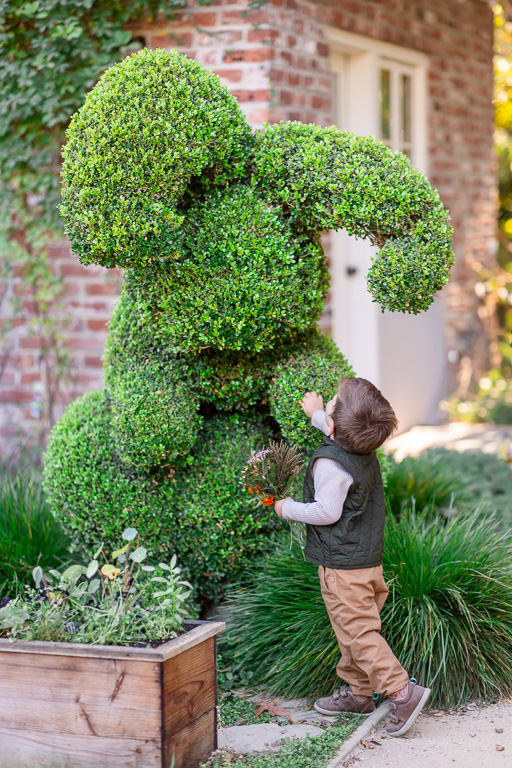 A toddler reaches up toward a sculpted topiary in the courtyard at Elizabeth F Gamble Garden during a family photo shoot